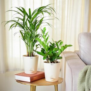 Ugaoo Air Purifier Indoor Plants for Home with Pots- Areca Palm & ZZ Plant