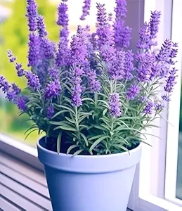 Live Wonderful All Season Purple Lavender Flower Tree