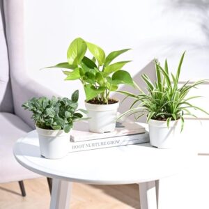 UGAOO Combo of 3 Indoor Live Plants for Home Decor with Pot - Golden Money Plant,Fittonia Green,Spider