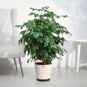 Ugaoo The China Doll Natural Live Indoor Plant with Pot - Extra Large